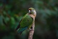Maroon-bellied parakeet bird Royalty Free Stock Photo
