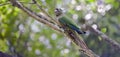 Maroon-bellied parakeet perched in Atlantic Rainforest tree