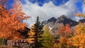 Maroon bells peaks through autumn trees Royalty Free Stock Photo