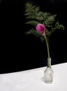 A maroon calla lily with a fern leaf inside a glass bottle, on a white table with a black background Royalty Free Stock Photo