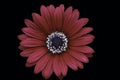 A Cape Marguerite Daisy