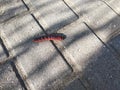 Maroon caterpillar on the pavement.