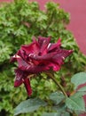 Maroon Chocolate rose blooming in the garden, artistic wite and dark red rose flower, abracadabra Royalty Free Stock Photo