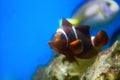 Maroon Clown fish - Amphiprioninae