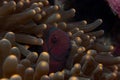 Maroon clownfish in anemone Royalty Free Stock Photo