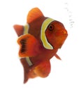 Maroon clownfish, Premnas biaculeatus
