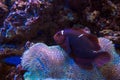 Maroon clownfish  and sarcophyton sp Royalty Free Stock Photo