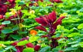 Maroon Coleus Plant