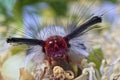 Maroon-Colored-Head Caterpillar on Flower Pollen