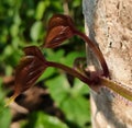 Maroon colored leaves of a creeper