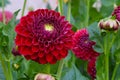 Maroon Dahlia Flower Blossom 02