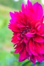 Maroon Dahlia closeup fromm summer garden Royalty Free Stock Photo