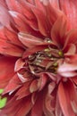 Maroon Dahlia closeup fromm summer garden Royalty Free Stock Photo