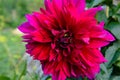 Maroon Dahlia closeup fromm summer garden Royalty Free Stock Photo