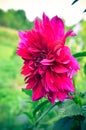 Maroon Dahlia closeup fromm summer garden Royalty Free Stock Photo