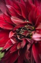 Maroon Dahlia closeup fromm summer garden Royalty Free Stock Photo