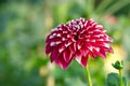 Maroon Dahlia Flower