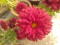 Maroon Dahlia Flower Closeup Royalty Free Stock Photo