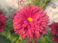 Maroon Dahlia Flower Closeup Royalty Free Stock Photo