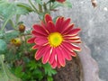 Maroon Dahlia Flower Closeup Royalty Free Stock Photo