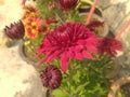 Maroon dahlia flower closeup Royalty Free Stock Photo