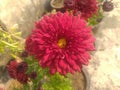 Maroon dahlia flower closeup Royalty Free Stock Photo