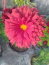 Maroon Dahlia Flower Closeup Royalty Free Stock Photo