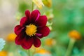 Maroon Dahlia flower in the summer garden