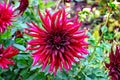 Maroon dahlia in the park, Grade Black Splendor Royalty Free Stock Photo