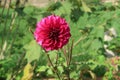 Maroon daira flower in garden Royalty Free Stock Photo
