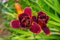 Maroon daylilies flowers or Hemerocallis. Daylilies on green leaves background. Flower beds with flowers in garden. Royalty Free Stock Photo