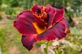 Maroon daylilies flowers or Hemerocallis. Daylilies on green leaves background. Flower beds with flowers in garden. Royalty Free Stock Photo