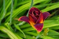 Maroon daylilies flowers or Hemerocallis. Daylilies on green leaves background. Flower beds with flowers in garden.