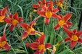 Maroon Daylily Hybrids