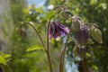 Maroon flower Aquilegia atrata, looking down with few buds and velvety stem against background of blurred bokeh green foliage