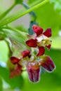 Maroon Gooseberry Blossom 02