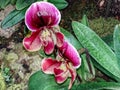 paphiopedilum burloni orchid