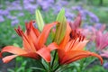 Maroon lilies in flowerbed closeup Royalty Free Stock Photo