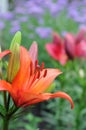 Maroon lilies in flowerbed closeup Royalty Free Stock Photo