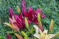 Maroon lilies after rain with raindrops on a summer day Royalty Free Stock Photo