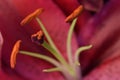 Maroon Lily Flower Abstract with Anthers Royalty Free Stock Photo