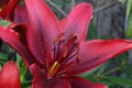 Maroon Lily Glow in the Sunlight Royalty Free Stock Photo