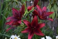 Maroon Lily Flower Trio Family Royalty Free Stock Photo