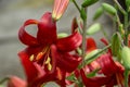 Maroon lily flowers in full bloom. Charming lilies with long stamens. Close clan, soft focus Royalty Free Stock Photo