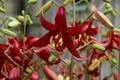 Maroon lily flowers in full bloom. Charming lilies with long stamens. Close clan, soft focus Royalty Free Stock Photo