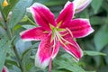 Maroon lily after the rain Royalty Free Stock Photo