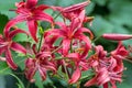 Maroon lily after the rain Royalty Free Stock Photo