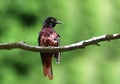 Maroon oriole