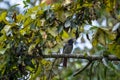 Maroon oriole or oriolus traillii bird closeup perched in winter season natural green at dhikala zone of jim corbett national park