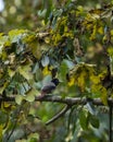 maroon oriole or oriolus traillii bird closeup perched in winter season natural green at dhikala zone jim corbett national park